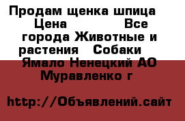 Продам щенка шпица.  › Цена ­ 15 000 - Все города Животные и растения » Собаки   . Ямало-Ненецкий АО,Муравленко г.